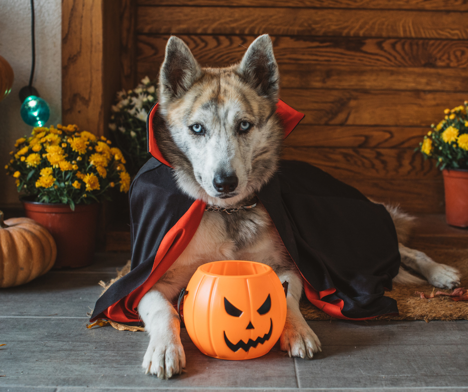 Costume-Ready Coats: Get Your Pet Fresh for Halloween with Full-Service Grooming