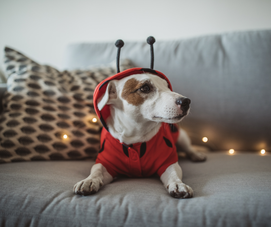 Halloween Guests and Doorbell Chaos: Why Boarding Can Give Pets a Calm October Retreat